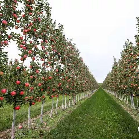 苹果矮化密植栽培技术（六.2）