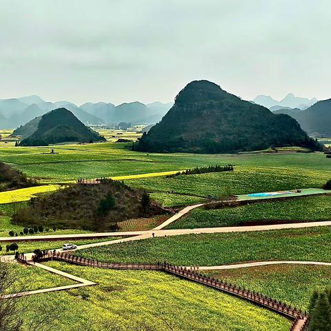 云南七彩大环线（二）——罗平金鸡蜂丛油菜花