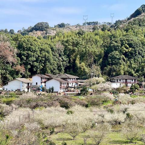 梅花香自苦寒来，漫山遍野飘雪花——永秦文埕湾青梅花