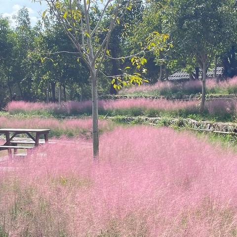 秋天有一种美叫粉黛乱子草，以草为名，比花更美——记赤桥公园的粉黛乱子草
