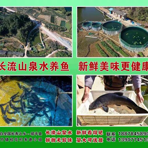 长流山泉水养鱼  新鲜美味更健康