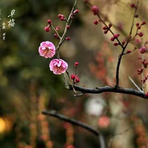 冬天，也有诗意…… ◎寒漠