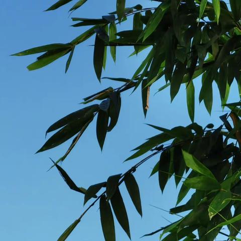 【报名啦！】——浔阳中学2022级初一新生预报名公告