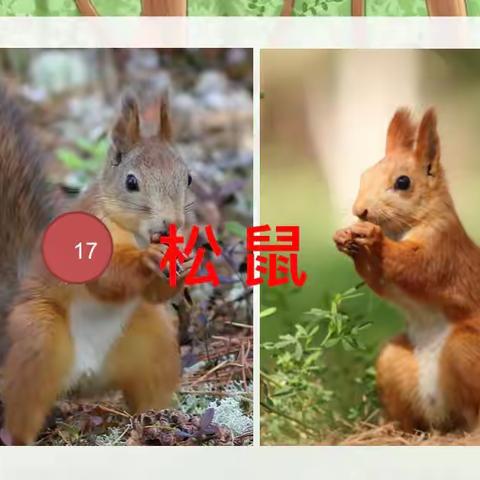 轻“松”课堂，“鼠”你最棒——记桦珑学校高段语文研讨课《松鼠》