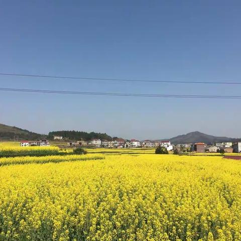 三月，油菜花的气息。