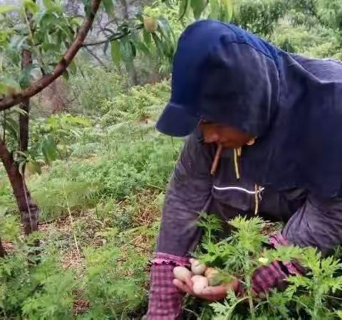 大山深处自然农法人张志富坚守14年，不改初心，他用环保酵素把受伤的果园变成了一方净土