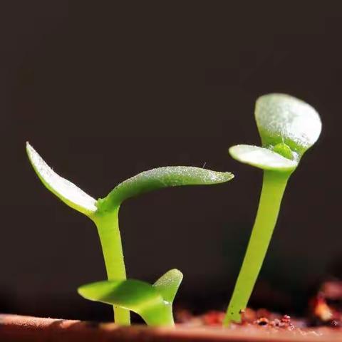 中一班种植记