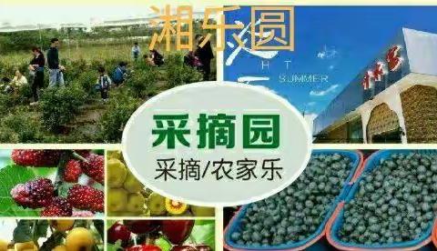 湘乐圆水果基地蓝莓采摘开园啦！约起哦！