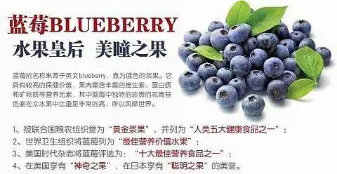 水果皇后富硒蓝莓护眼之宝