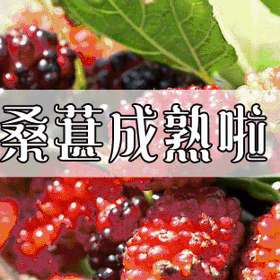 醉美五月天 采桑湘乐圆