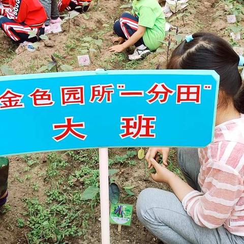 “用心播种，快乐收获”——市委机关幼儿园大班种植活动