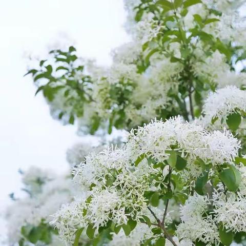 暮春