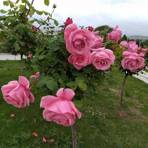 夏初