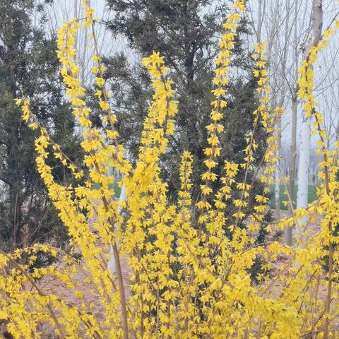 “十里春风，绿色同行”——金斗营镇小学吴台校区植树节主题活动