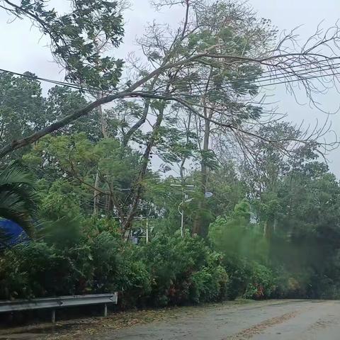 光坡镇开展清除大树倒塌阻断道路交通安全工作