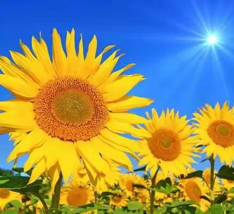 落实“双减”政策 优化作业设计——泗洪小学六年级语文作业展示活动