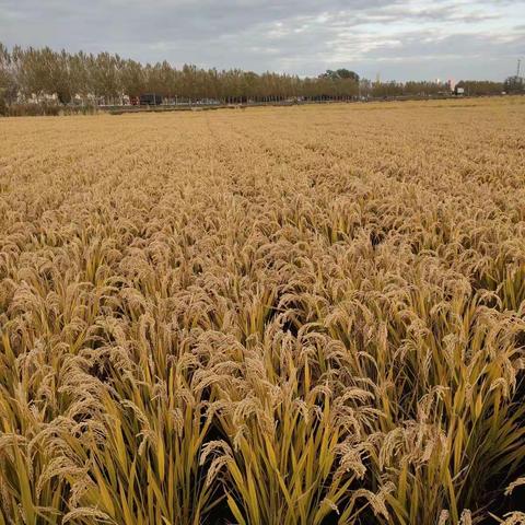 《找秋天》实验二小三年三班：司鑫明