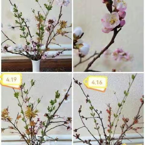 莫道春光留不住  春光此处独好