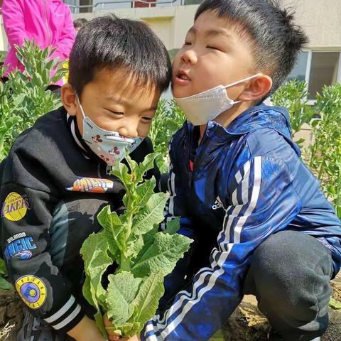 莴笋美食记——大六班植物园观察记录