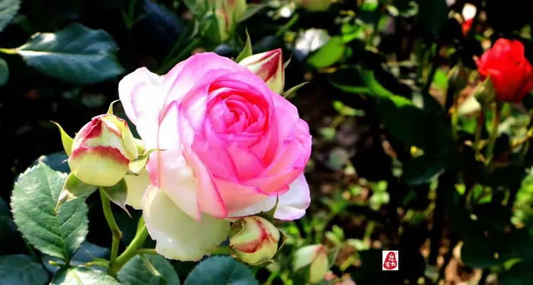 2020年金银花什么价格