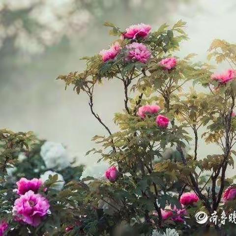 《牡丹芍药》