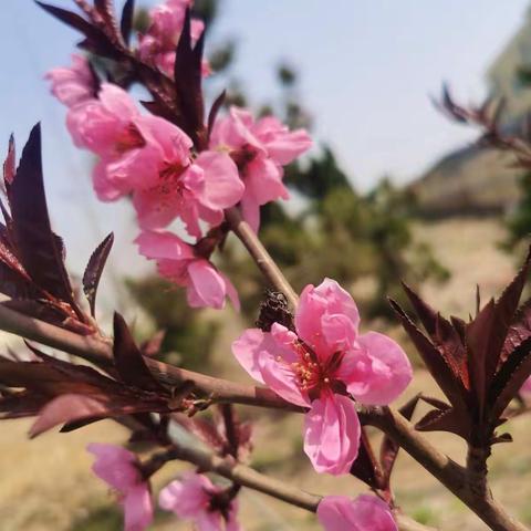 《桃花》运势费疑猜