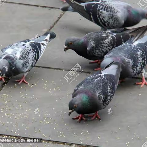 《肉食鸽》的悲哀