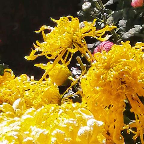 九月九日