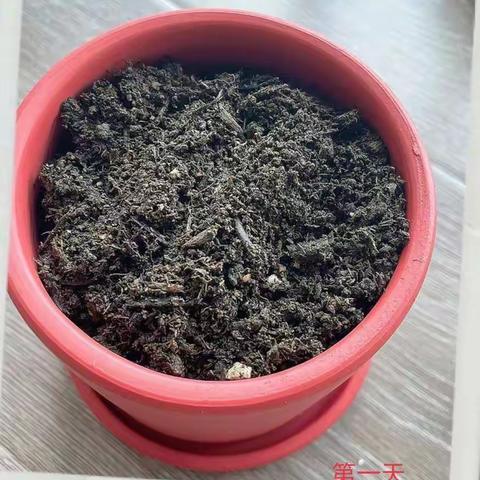 植物观察日志—格桑花                    龙湾区外国语小学 四(4)班 李汶阳