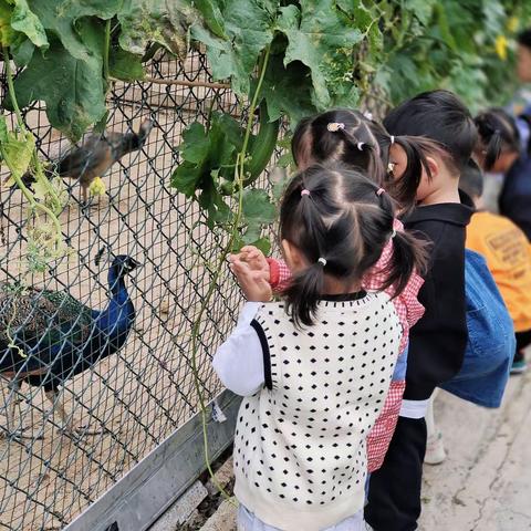 我和小动物之间的故事——淮安天山实验幼儿园小班组动物课程故事