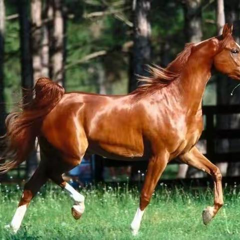 以马🐎育人，花样童年