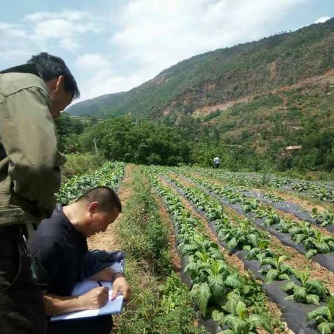 鲁甸县烟草专卖局（分公司） 开展烟叶种植合同、清塘点株及品种核实工作