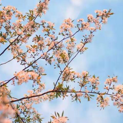 蓝天暖阳，春和景明——郯城县红花小学纸板花制作活动