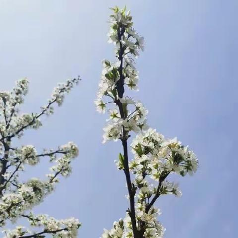 有“备”而来，莫负好时光——郯城县红花小学科学集体备课研讨活动