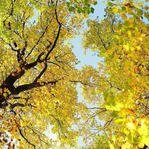 学科学，爱科学，玩科学——郯城县红花小学居家科学小实验