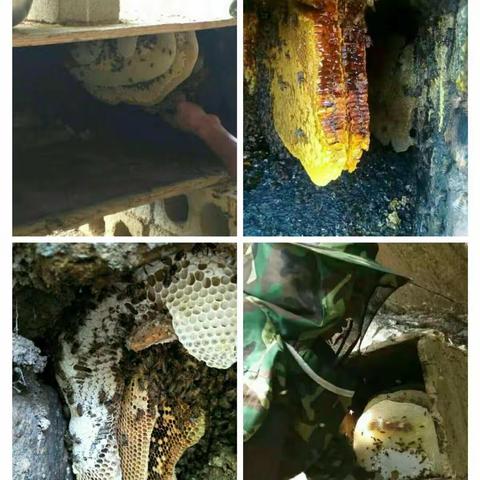 固原山区中蜂蜂蜜