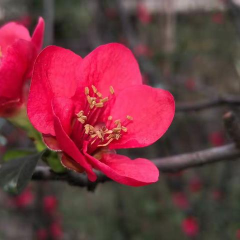 我在春天等你归来