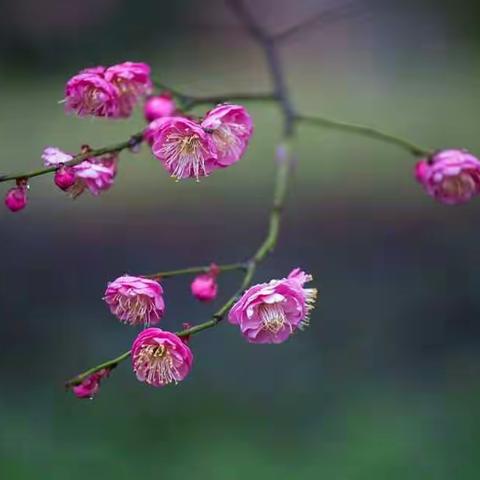 梅花
