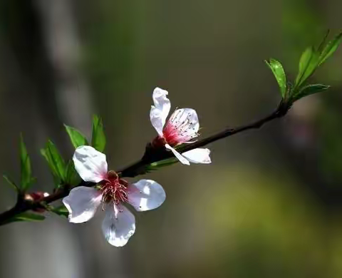 深研细磨促提升，百舸争流绽风采——语文任务群优质课例展评教研总结