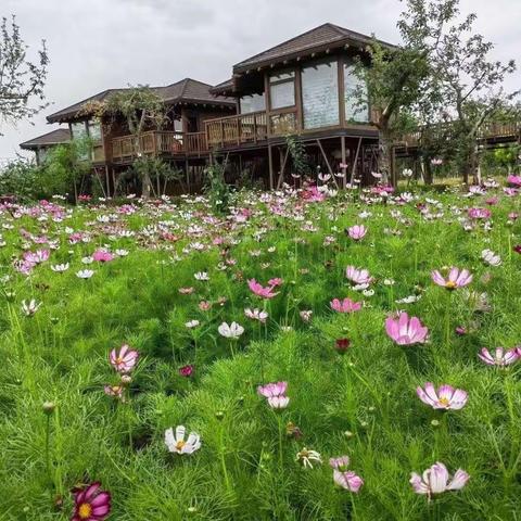 相约丝路古镇🌼臻享田园花海——工行宁夏分行私银客户中秋节臻享活动