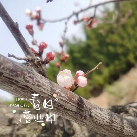 植树节‖ 播种希望，静待春暖花开