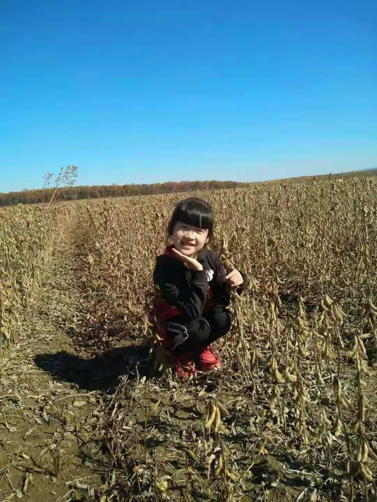 我叫刘诗韵。看大豆也成熟了。