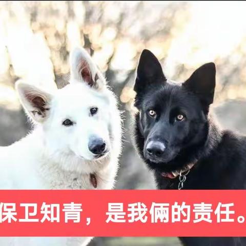 民乐茶场当知青回忆9. 黑白双狗 抓猫抓老鼠