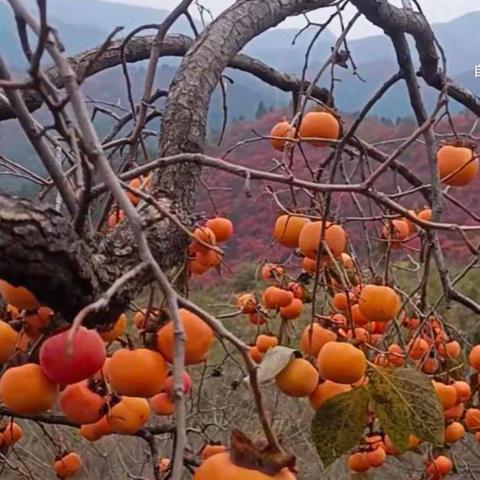 醉美花果山