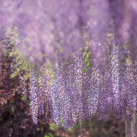 那一片花帘