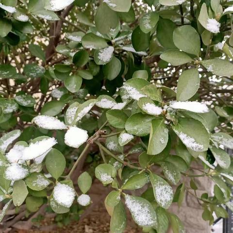 雪中乐，雪中趣，雪中的悦生活—扬帆幼儿园