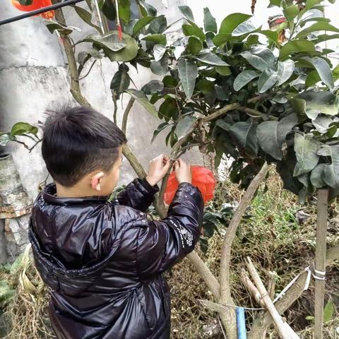 我是池阳小学一年级学生，我正在参加池阳小学“微实践做中学”之微挂灯笼活动，我是这样做的：过新年，挂灯笼