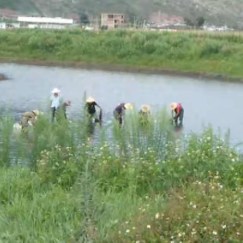 城北河河道水质生态修复项目工作日报(2020年06月17日)