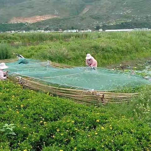 城北河河道水质生态修复项目工作日报(2020年06月19日)