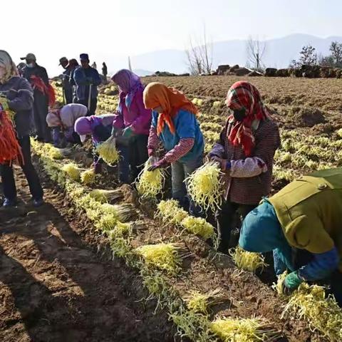 好“韭”不见“金凰后”